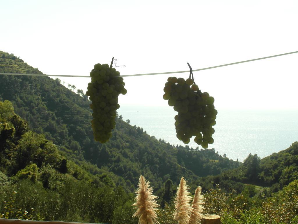 Agriturismo Costa Di Campo ヴェルナッツァ エクステリア 写真